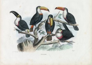 オオハシ、1863-79 作： Raimundo Petraroja